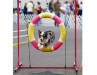 Australian_Shepherd_agility_cropped-ok.jpg