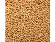 corn-milet-9.jpg