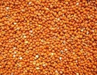 Panicum_Yellow_Millet_in_Husk-3.jpg