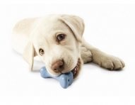 dog-toys-ok.jpg