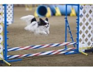 Papillon_dog_agility_jump-ok.jpg