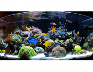 Saltwater-Aquarium-Fish-for-Beginners-ok.png