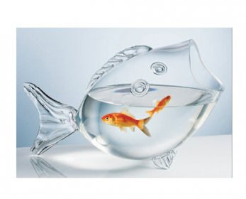 Aquariums & Accessories 41PfRNJolBL-ok.jpg