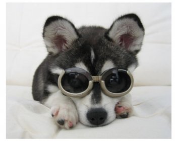 Pet Apparel & Accessories doggle-small-ok.jpg