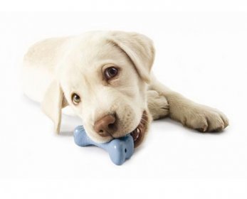 dog-toys-ok.jpg