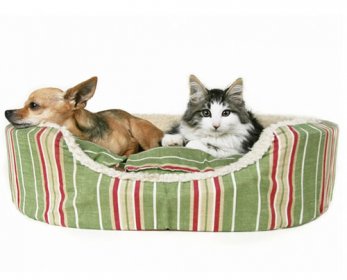 cama-pet-TL-ok.jpg