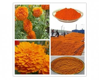 Food Colorants - Pure Natural Extract Zeaxanthin HPLC, USP High-Quality-Pure-Natural-Extract-Zeaxanthin-HPLC-USP-3.jpg