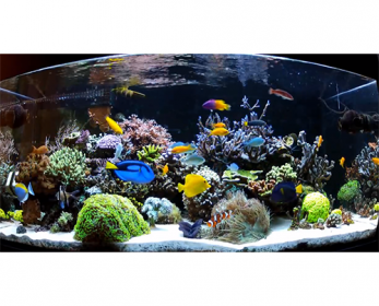 Saltwater-Aquarium-Fish-for-Beginners-ok.png