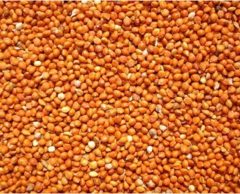 Cereal Panicum_Yellow_Millet_in_Husk-3.jpg