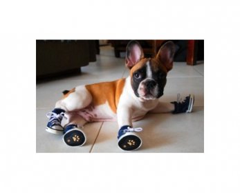 Pet Apparel & Accessories Supercutedogshoes350x237-ok.jpg