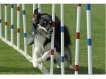 Pet Training Products Lou-Weave-Pole-ok.jpg