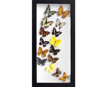 Natural Crafts Multiple-Framed-Real-Butterflies-DL-MF-002-ok.jpg