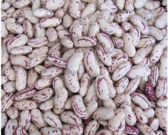 Light speckled kidney beans 20111219104431840-13.jpg