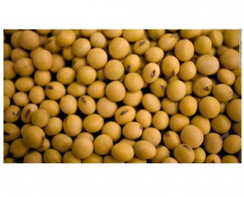 Yellow Soybean 140131153345-01-gmo-horizontal-large-gallery-15.jpg