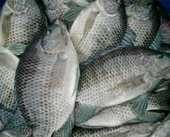 Frozen Tilapia Frozen-Tilapia.jpg