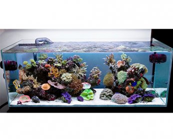 Aquariums & Accessories 82_1aquarium_opentop_reef-ok.jpg