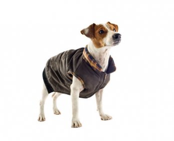 waterproof-dog-coats-ok.jpg