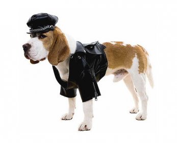 Pet Apparel & Accessories BikerDog-ok.jpg