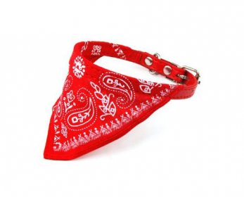 Pet Collars & Leashes 51CXIe1GskL._SX342_-ok.jpg