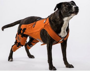 Pet Collars & Leashes hipster-harness-ok.jpg
