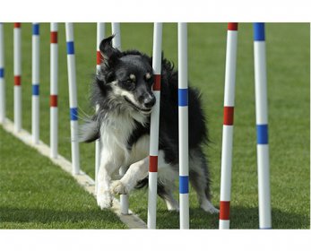 Lou-Weave-Pole-ok.jpg