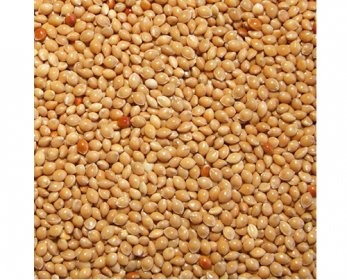 Yellow millet corn-milet-9.jpg