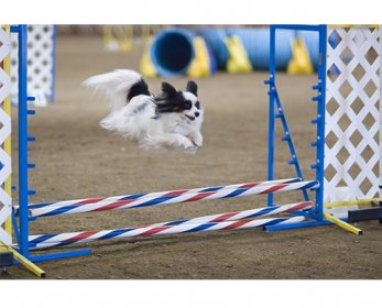 Pet Training Products Papillon_dog_agility_jump-ok.jpg