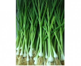 Green Garlic green-garlic-9.jpg