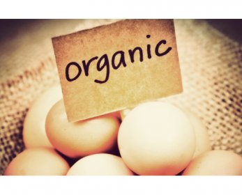 Organic Egg organic_eggs-1.jpg