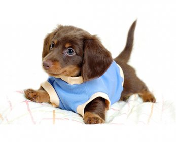 desktop-backgrounds-animal-life-dogs-puppy-dogs-clothes-ok.jpg