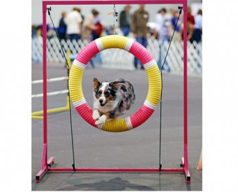 Pet Training Products Australian_Shepherd_agility_cropped-ok.jpg