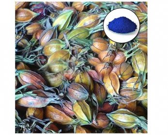 Food Colorants - Natural Food Blue Color Gardenia Blue 20150507130329742974-4.jpg