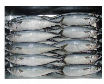 Frozen Mackerel Frozen-Mackerel.jpg