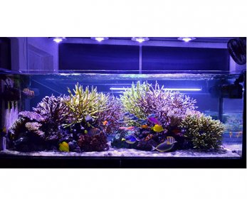 Aquariums & Accessories Aquarium-LED-light-ok.jpg
