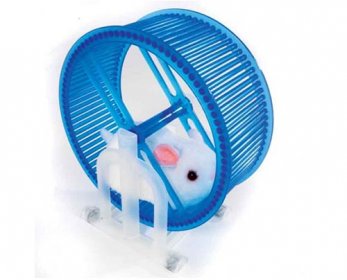 hamster-wheel-ok.jpg