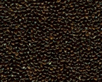 Black broomcorn millet Black-Broom-Corn-Millet-5.jpg