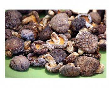 Edible Fungus & Algae Shiitake2-1.jpg